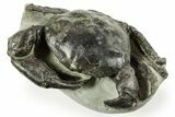 Gorgeous Fossil Crab (Pulalius) - Washington State #367608-2